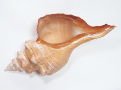 画像3: ホースコンクシェル(ダイオウイトマキボラ貝)(最長部約45cm)