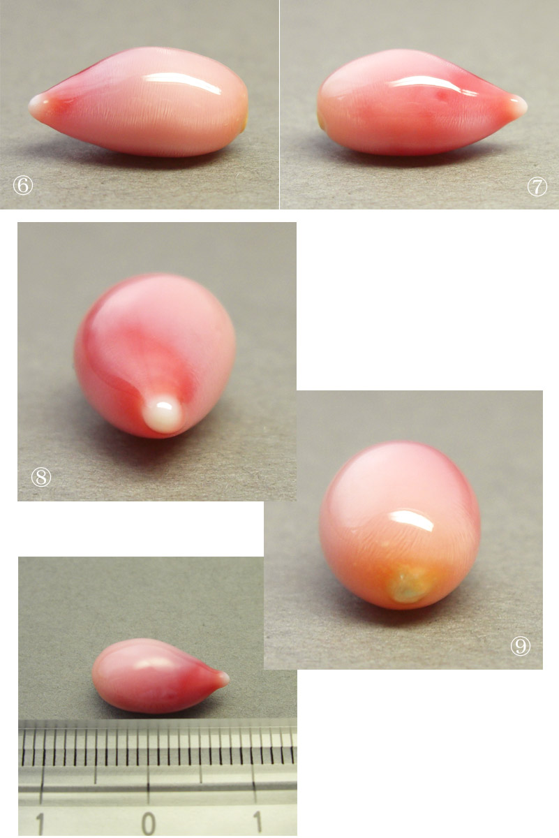 画像: コンクパール(4.61ct)