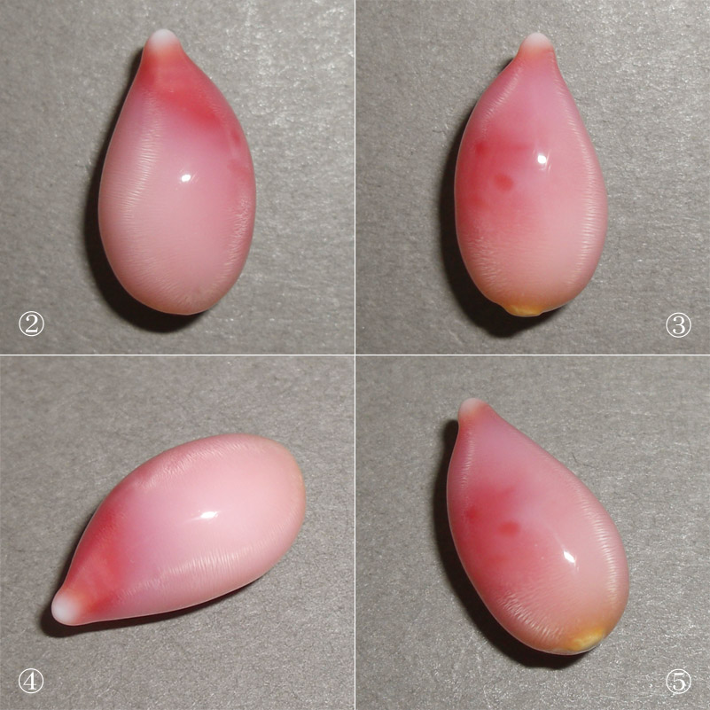 画像: コンクパール(4.61ct)