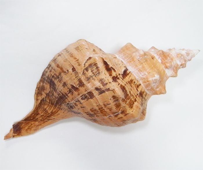 画像: ホースコンクシェル(ダイオウイトマキボラ貝)(最長部約45cm)