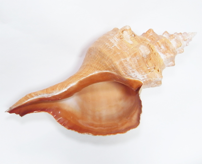 画像1: ホースコンクシェル(ダイオウイトマキボラ貝)(最長部約45cm)