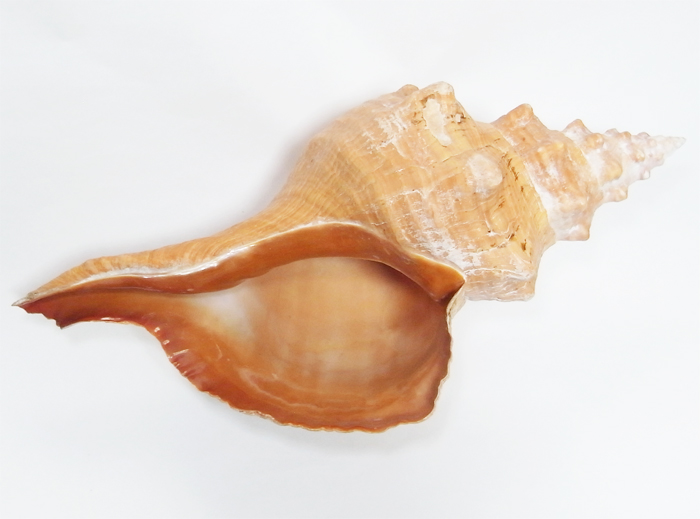画像2: ホースコンクシェル(ダイオウイトマキボラ貝)(最長部約45cm)