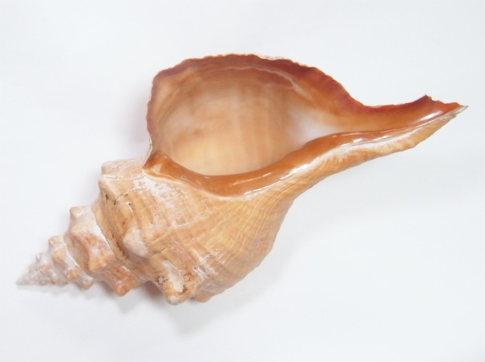 画像3: ホースコンクシェル(ダイオウイトマキボラ貝)(最長部約45cm)